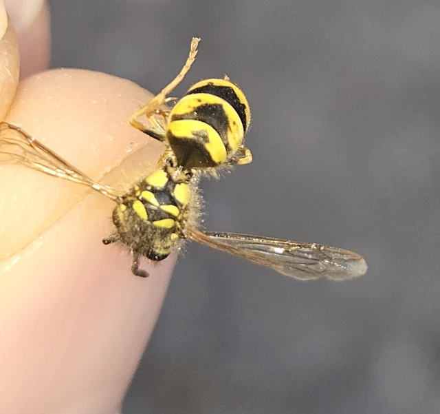 Vespula