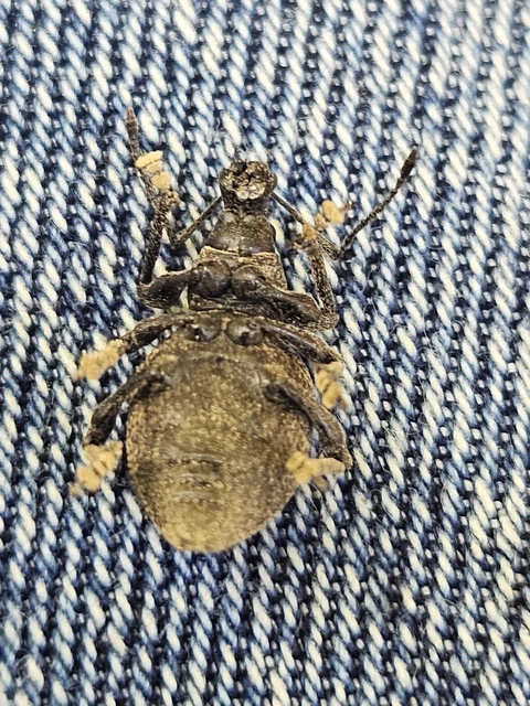 Coleoptera - Bogarak Coleoptera - Bogarak