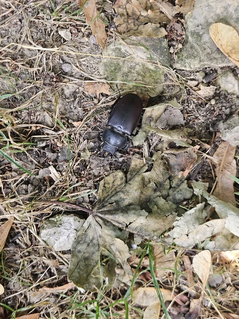 Coleoptera - Bogarak Coleoptera - Bogarak