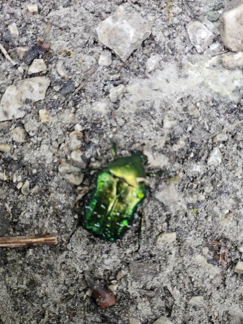 Coleoptera - Bogarak Coleoptera - Bogarak