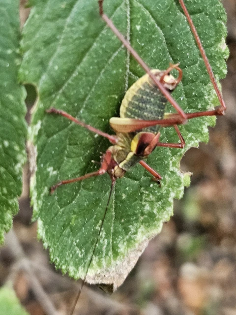 Orthoptera - Egyenesszárnyúak Orthoptera - Egyenesszárnyúak