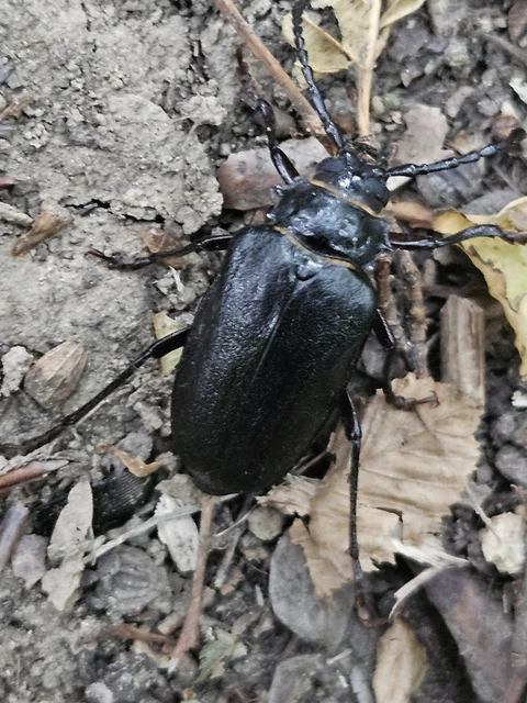 Coleoptera - Bogarak Coleoptera - Bogarak