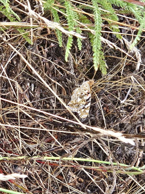 Vanessa cardui - bogáncslepke