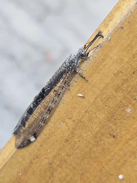 Neuroptera - Recésszárnyúak Neuroptera - Recésszárnyúak