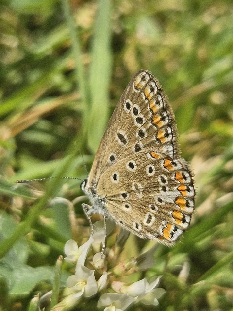 Polyommatus icarus - közönséges boglárka