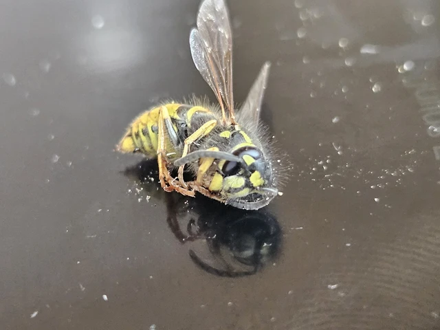 Vespula