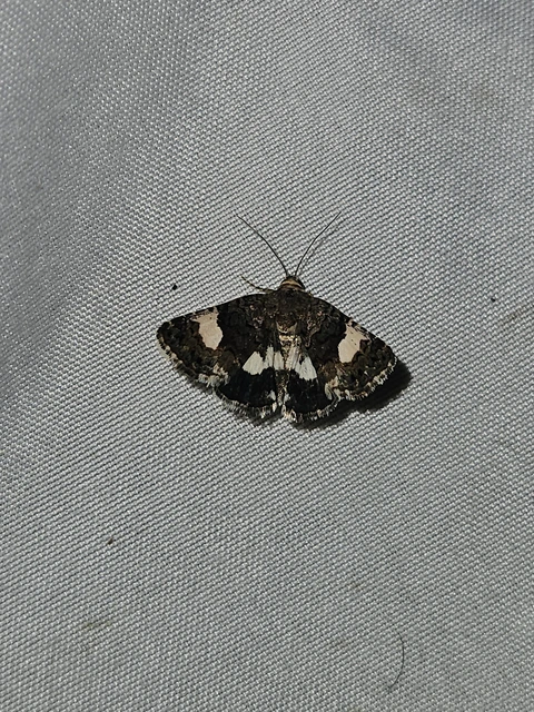Tyta luctuosa - fekete nappalibagoly