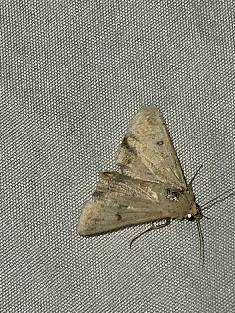 Helicoverpa armigera - kukorica-veteménybagoly