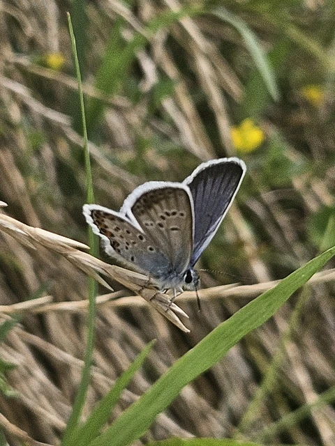 Plebejus argus - ezüstös boglárka Plebejus argus - ezüstös boglárka