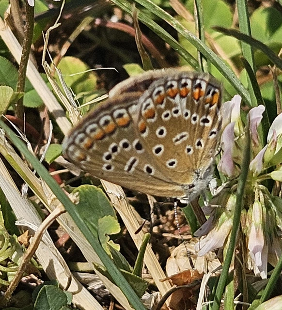 Polyommatus icarus - közönséges boglárka