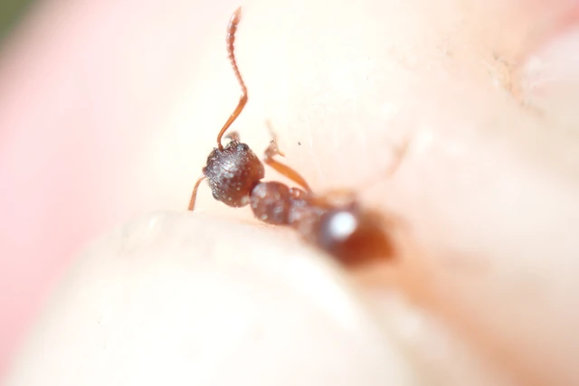 Myrmica rubra - közönséges bütyköshangya