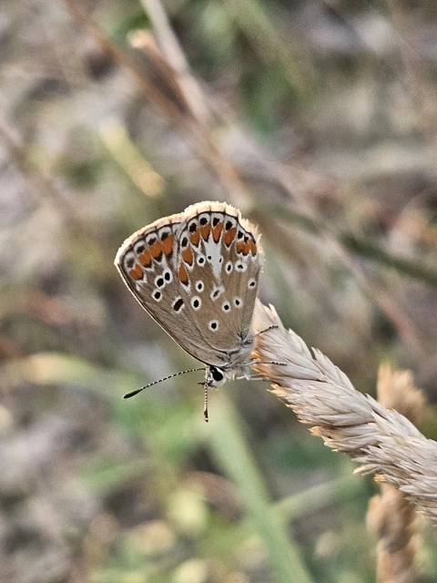 Aricia agestis - szerecsenboglárka Aricia agestis - szerecsenboglárka