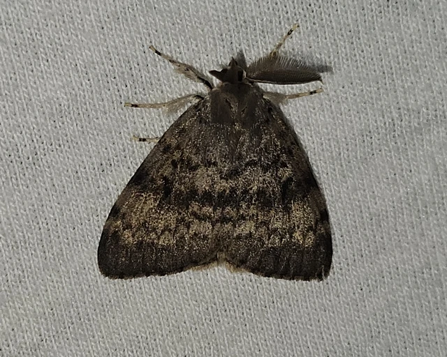 Lymantria dispar - gyapjaslepke
