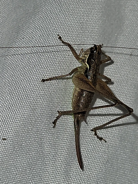 Orthoptera - Egyenesszárnyúak Orthoptera - Egyenesszárnyúak