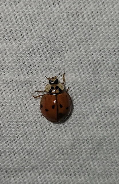 Coleoptera - Bogarak Coleoptera - Bogarak