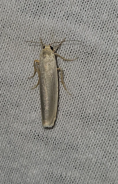Eilema pseudocomplana - hamis zuzmószövő