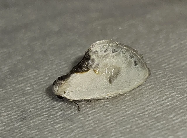 Cilix glaucata - törpe sarlósszövő