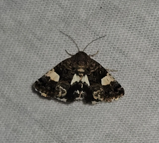 Tyta luctuosa - fekete nappalibagoly
