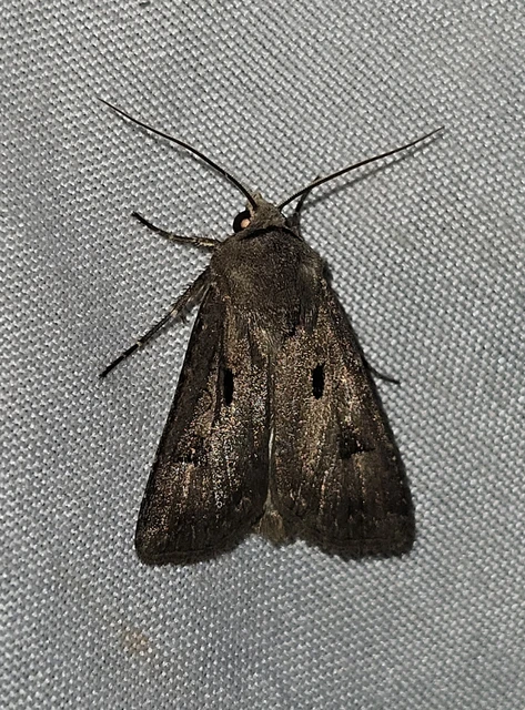 Agrotis exclamationis - felkiáltójeles földibagoly