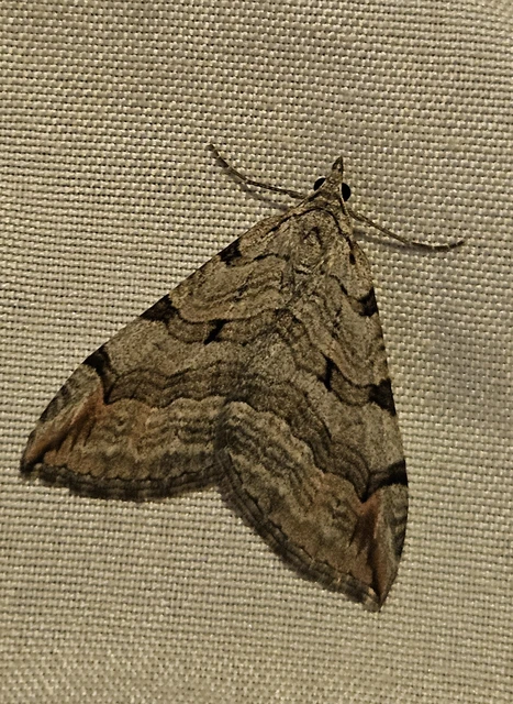 Aplocera efformata/plagiata