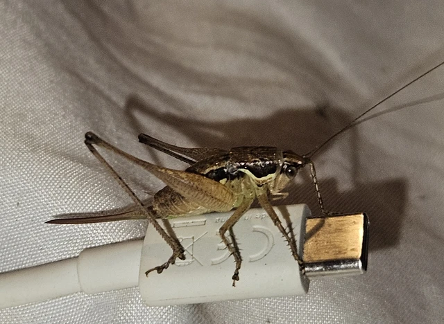 Orthoptera - Egyenesszárnyúak Orthoptera - Egyenesszárnyúak