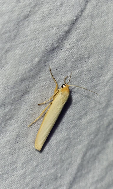 Eilema