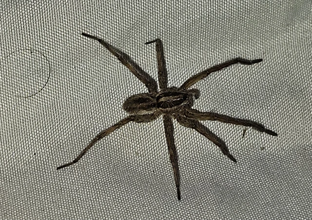 Araneae - Pókok Araneae - Pókok