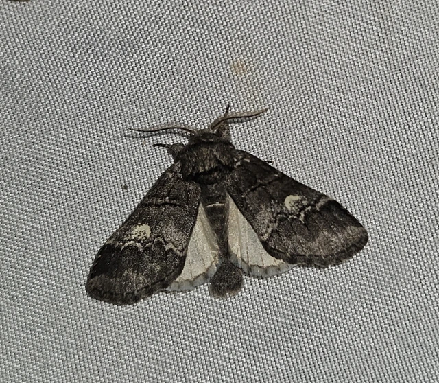 Drymonia querna - tölgyfa-púposszövő