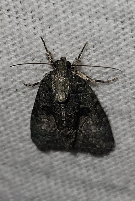 Cryphia algae - sárgászöld zuzmóbagoly