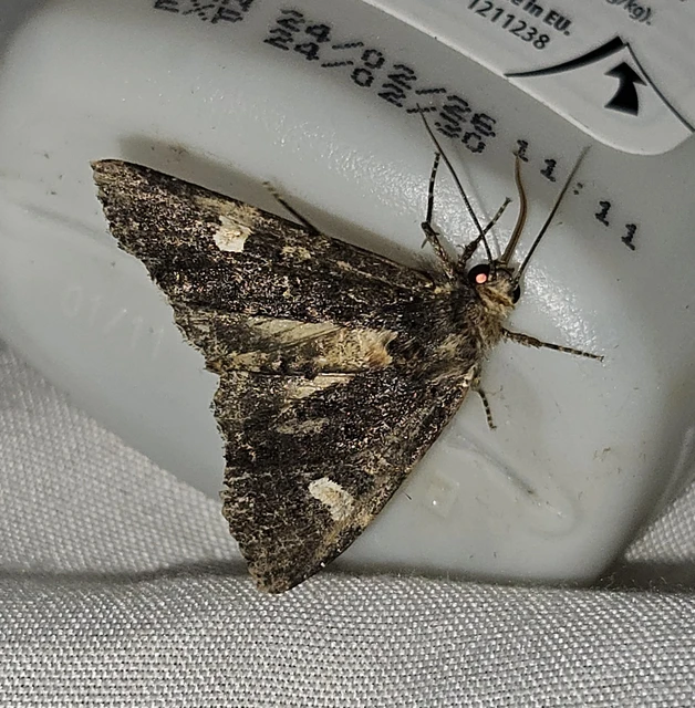 Melanchra persicariae - fehérfoltos kertibagoly