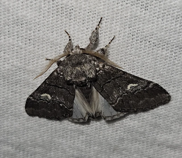 Drymonia querna - tölgyfa-púposszövő