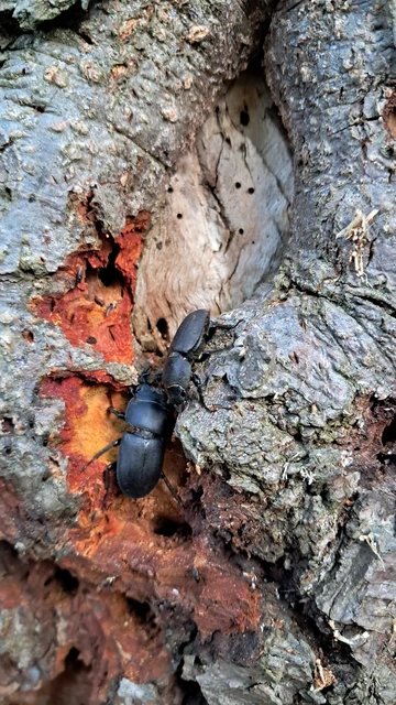 Coleoptera - Bogarak Coleoptera - Bogarak