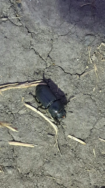 Coleoptera - Bogarak Coleoptera - Bogarak