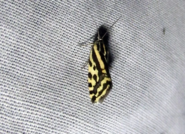 Emmelia trabealis - zebrabagoly