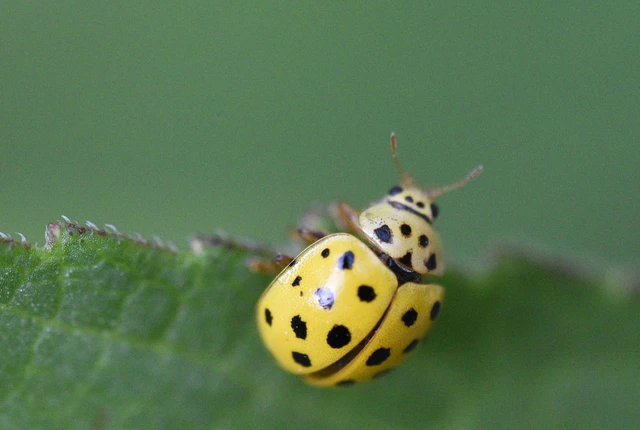 Coleoptera - Bogarak Coleoptera - Bogarak