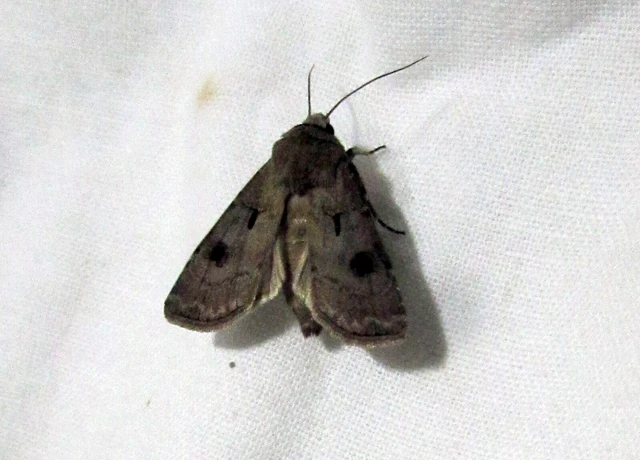 Agrotis exclamationis - felkiáltójeles földibagoly