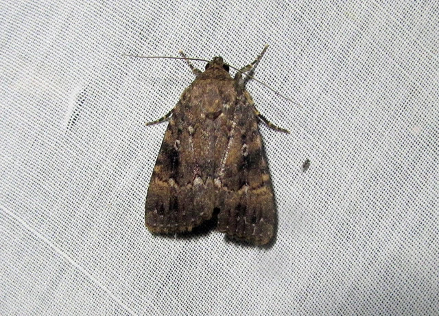 Amphipyra berbera/pyramidea