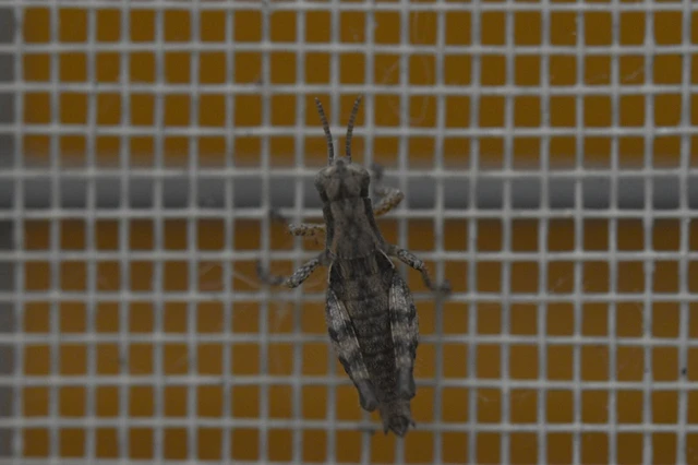Orthoptera - Egyenesszárnyúak Orthoptera - Egyenesszárnyúak