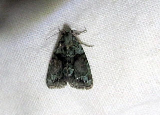 Cryphia algae - sárgászöld zuzmóbagoly