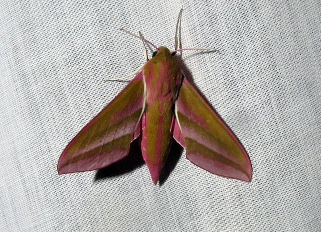 Deilephila elpenor - szőlőszender