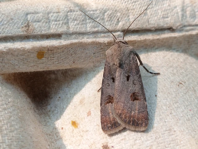 Agrotis exclamationis - felkiáltójeles földibagoly