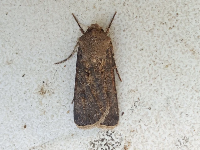 Agrotis segetum - vetési földibagoly