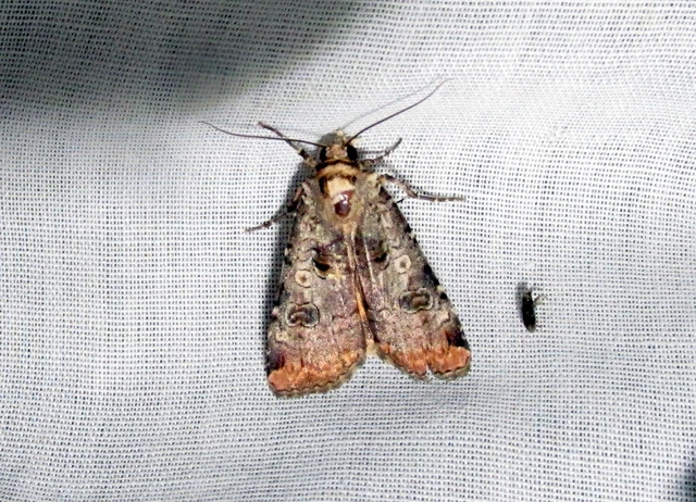 Epilecta linogrisea - karcsú sárgafűbagoly