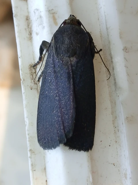Amphipyra livida - zsírfényű bagoly