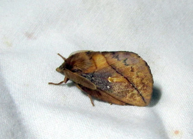 Euthrix potatoria - szomjas pohók