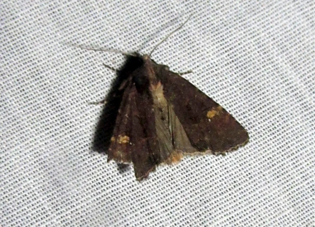 Mesapamea secalella/secalis