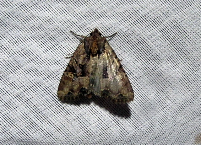 Mesapamea secalella/secalis