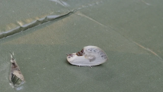 Cilix glaucata - törpe sarlósszövő
