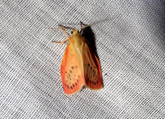 Miltochrista miniata - piros medvelepke