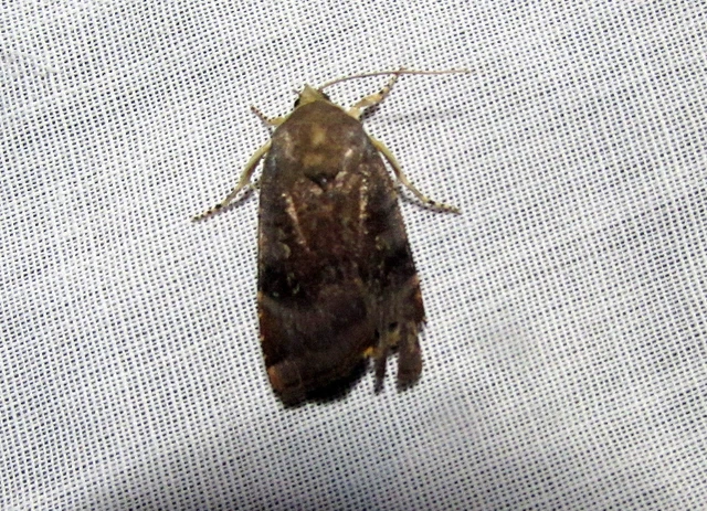 Noctua janthe/janthina